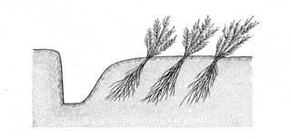 Рис. 32. Схема прикопки сеянцев