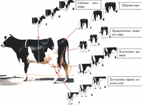  Схема&#13; оценки некоторых статей у молочного крупного рогатого скота